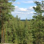 a forest filled with lots of tall pine trees
